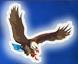 The Hawk Newspaper Contact No.